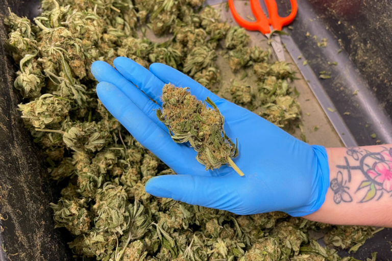 Understanding Marijuana: A Clear and Simple Guide to Its Uses, Effects, and Future black entrepreneurs